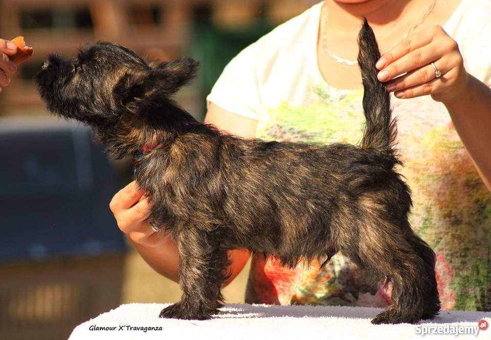 CAIRN TERRIER rodowodowe szczenięta Championach Kraków sprzedam