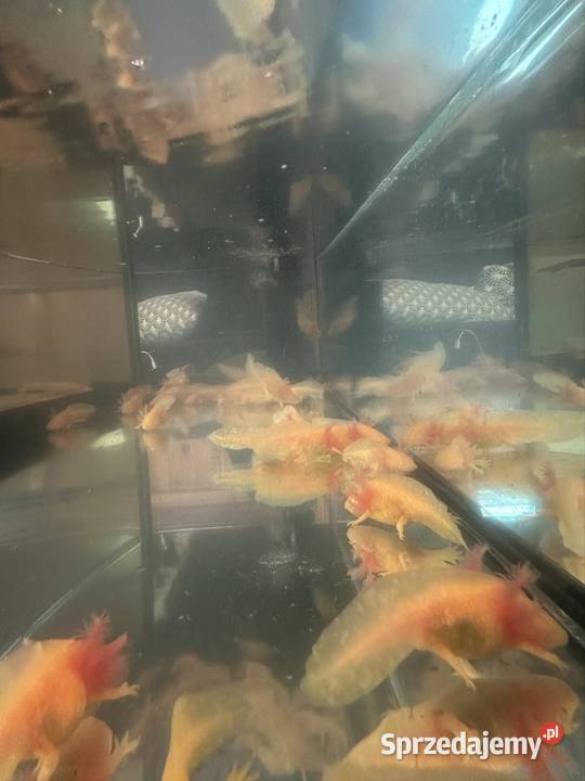 Axolotl Aksolotl Salamandra Meksykańska wielkopolskie Kępno