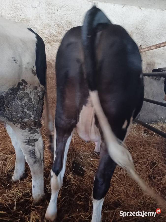 Jałówki cielne na wycieleniu sprzedam