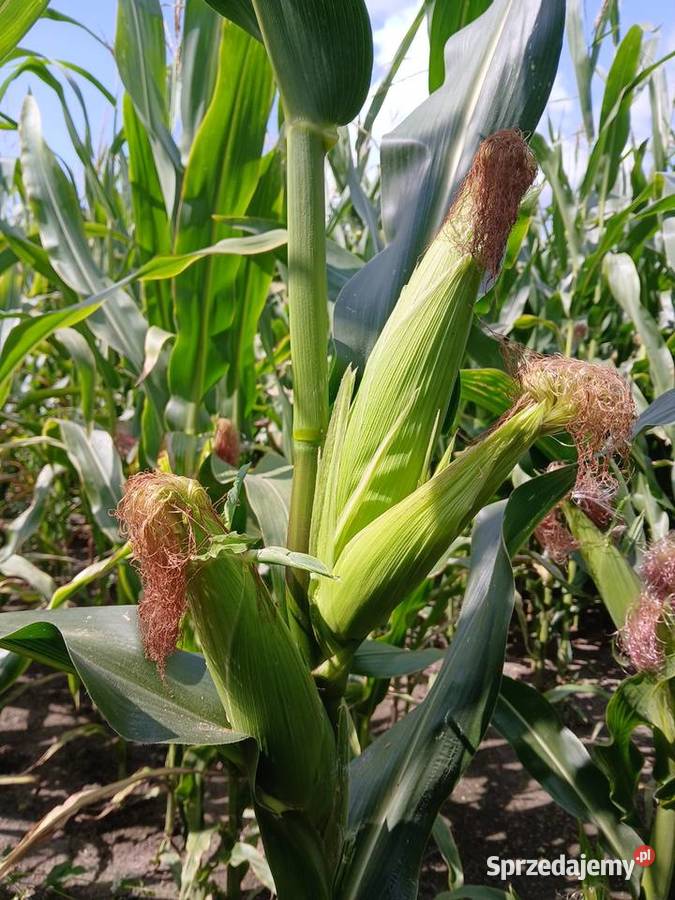 Sprzedam Kukurydze na pniu 43 ha