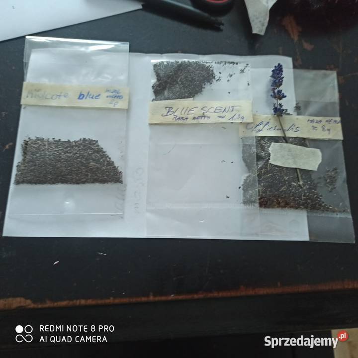 Nasiona lawendy lekarskiej lawendula Korczew