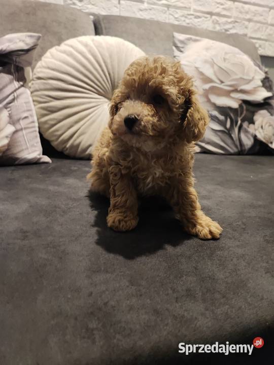 Pudelki malutkie toy 20 marca odbior