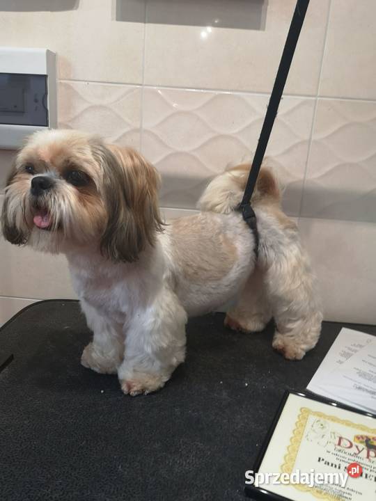 Groomer psi fryzjer pielęgnacja kąpiel Radom