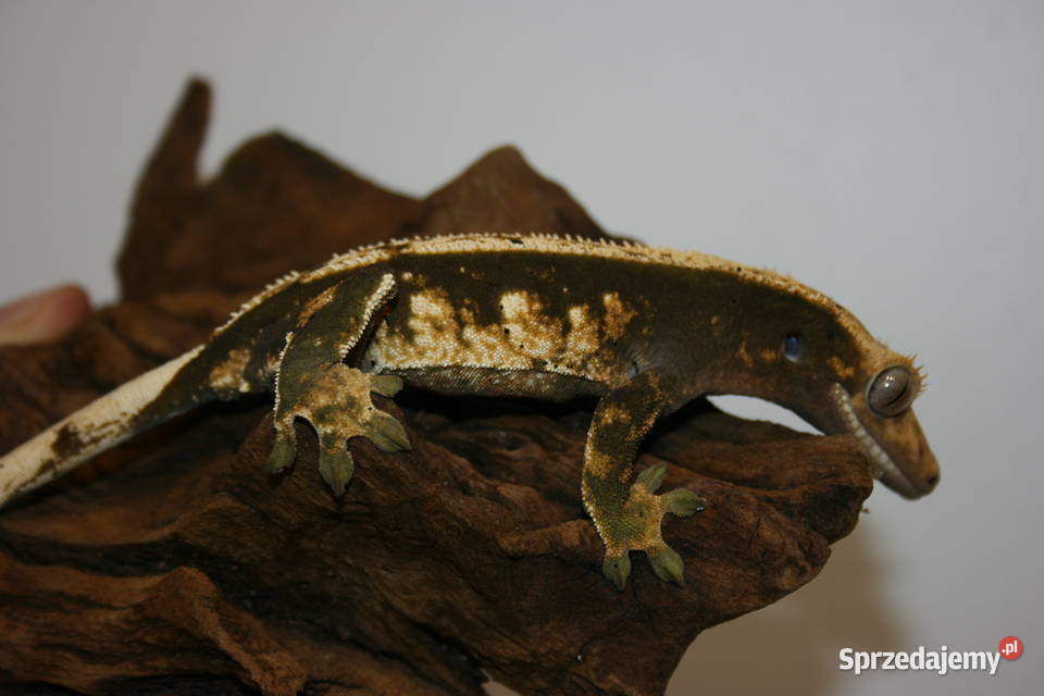 Gekon orzęsiony samica sprzedam