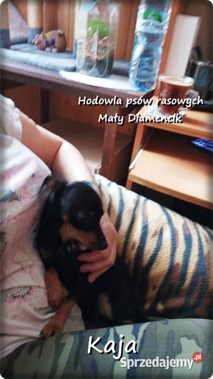 Mała suczka KAJA Pinczer miniaturowy Ratlerek Żary sprzedam
