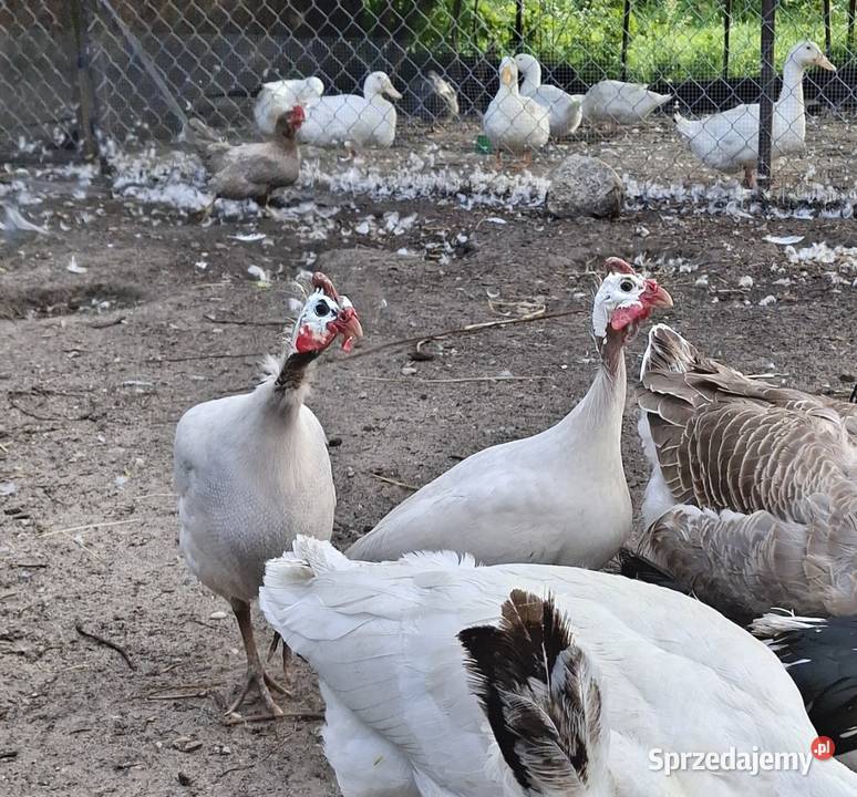Perliczki perliki samce 1 Łapy sprzedam