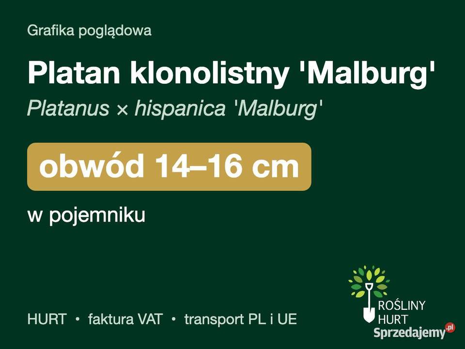 Platan klonolistny Malburg obwód 1416 w