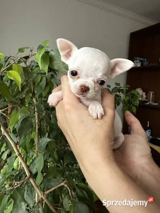 Maleńki szczeniak chihuahua Szczecin