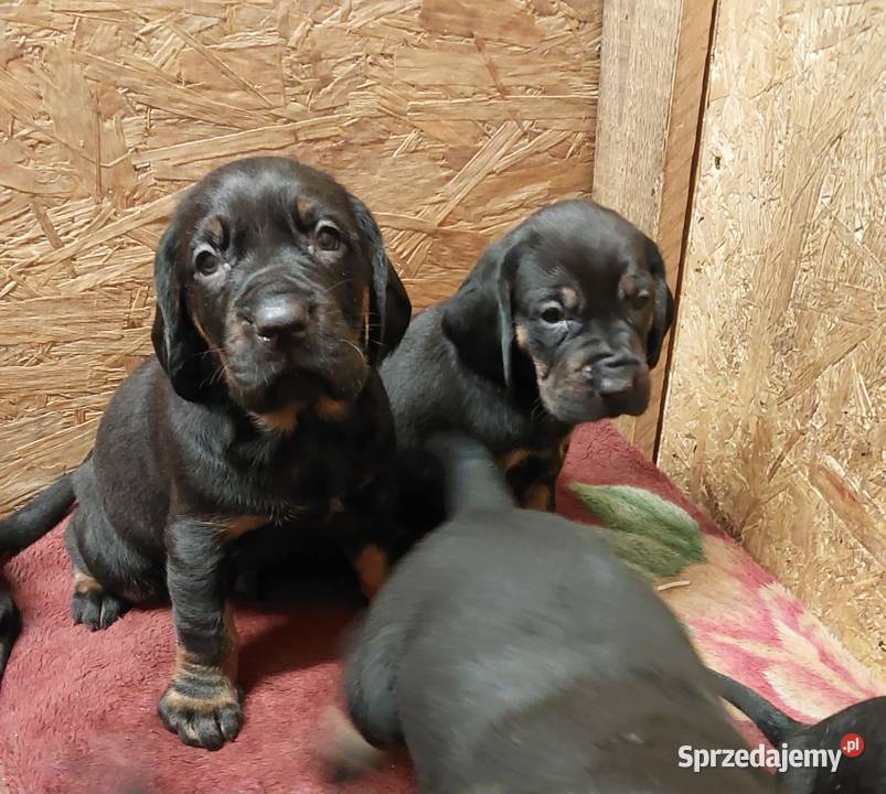 Gończy polski szczeniaczki wielkopolskie Kościan
