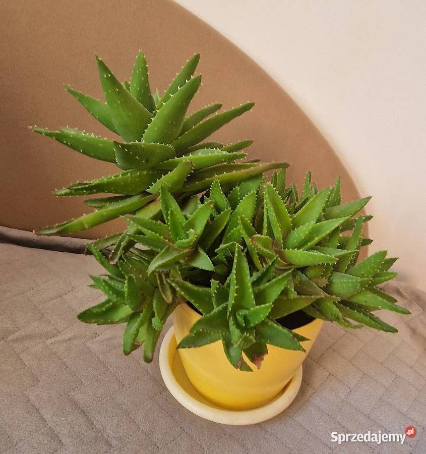 kwiat kwiatek roślina aloes Kraków