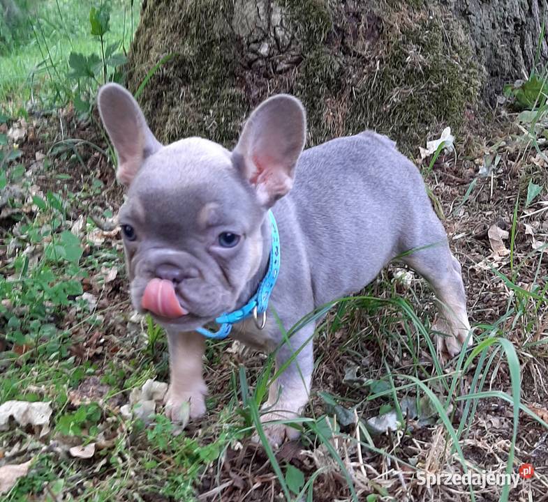 Buldog francuski piekne suczki Pabianice sprzedam