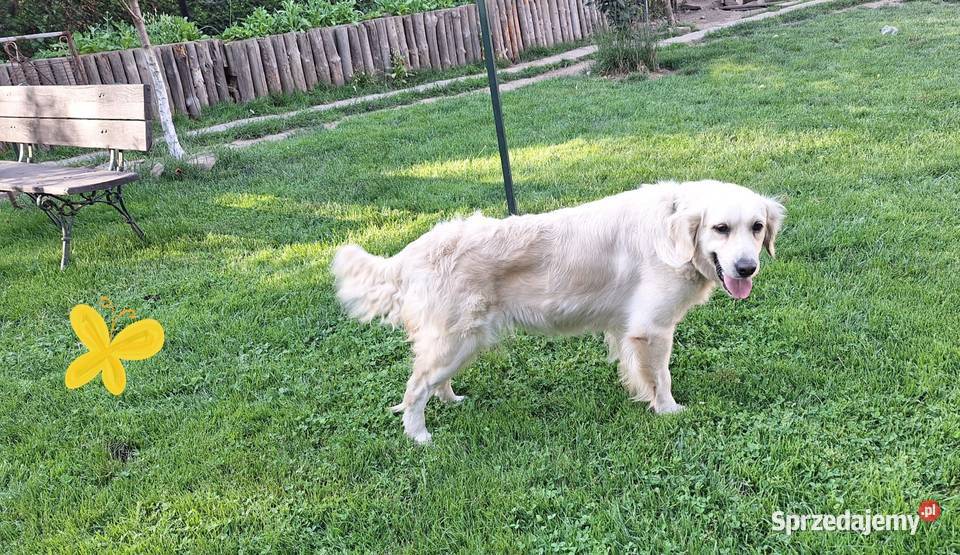 Szczeniak piesek Golden Retriever Związek Golden Retriever Wadowice
