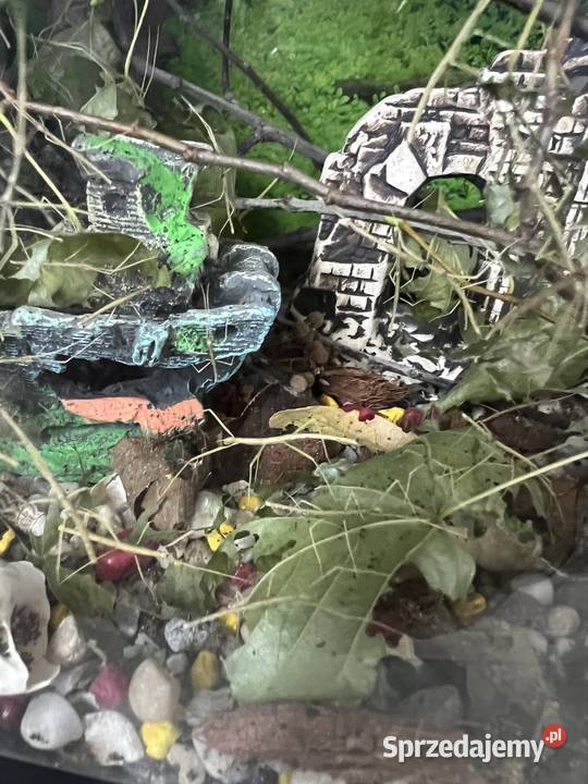 Patyczaki 2 do 6 Strzałkowo