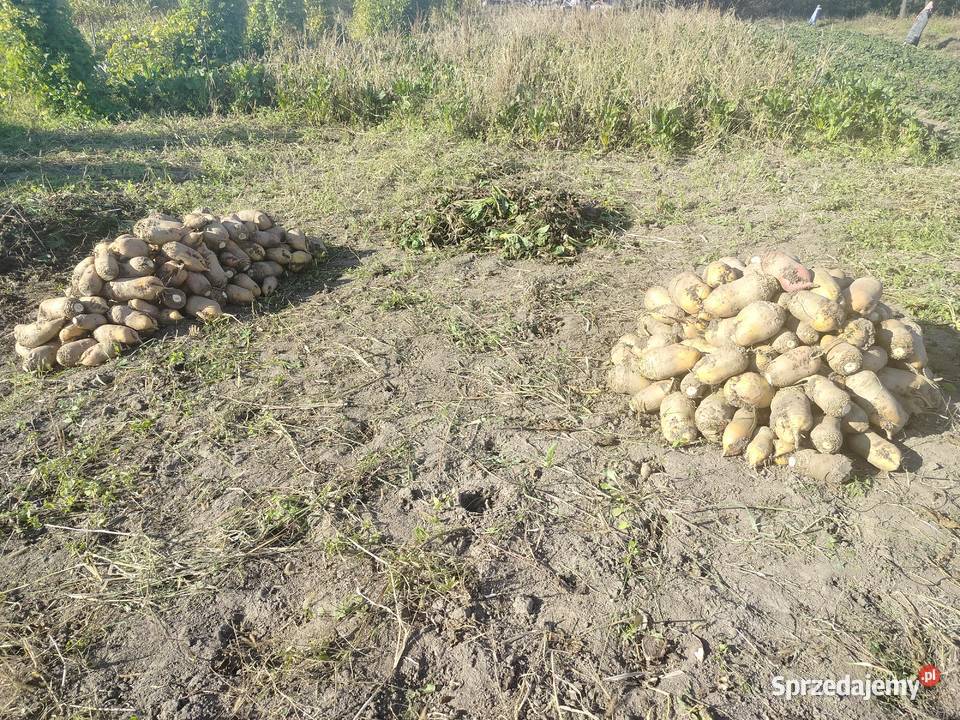 Buraki pastewne Szczucin