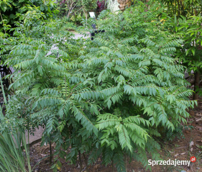 MURRAYA KOENIGII Murraya koenigii NASIONA 100g kujawsko-pomorskie Lubanie sprzedam