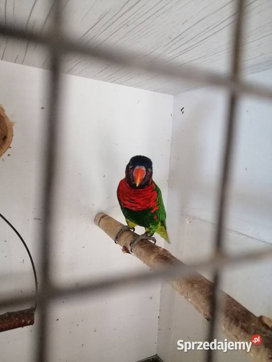 Lorysa górska samica Sulbiny