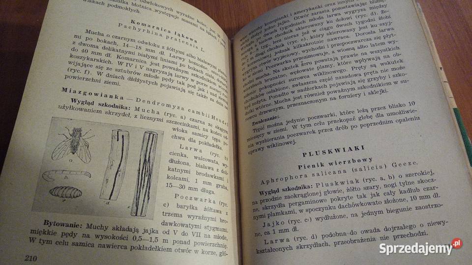 Wikliniarstwo Bolesław Kański Polska Wiklina Gdańsk