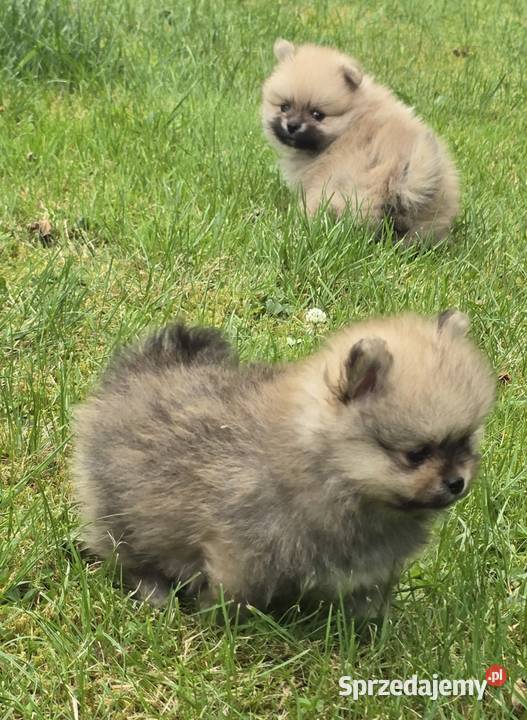 Pomeranian szpic miniaturowy na kolanka