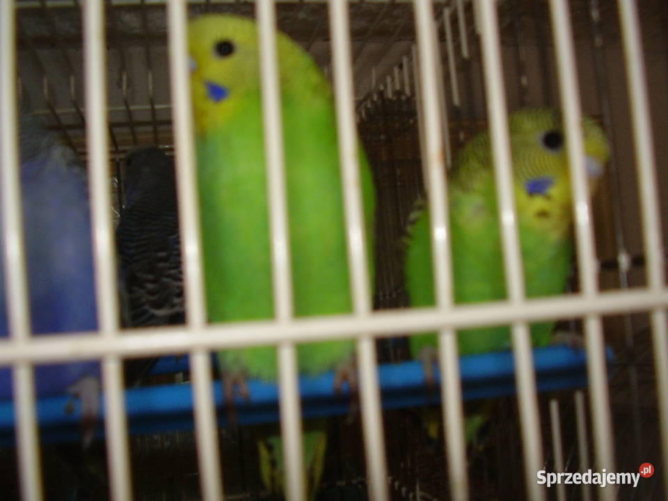 Papużki faliste dwumiesięczne tęczowe sprzedam Kraków