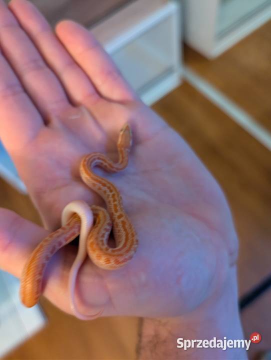 Wąż mahoniowy albino t Olsztyn