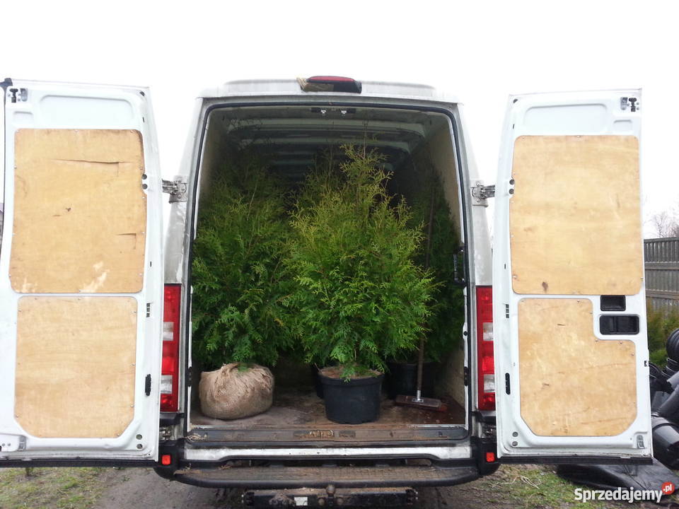 Thuja Brabant 180200 PRODUCENT łódzkie Rydzyny