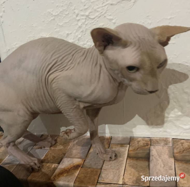 Sfinks Kanadyjski Reproduktor Leszno