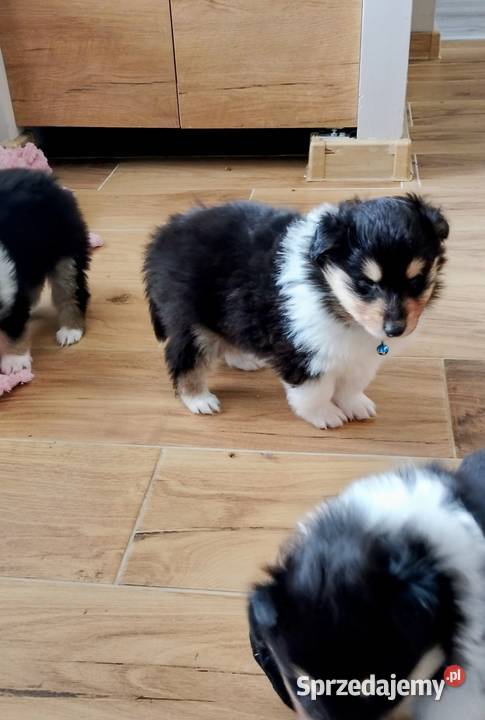 ZKwP FCI Owczarek Szkocki Collie Owczarek Mińsk Mazowiecki