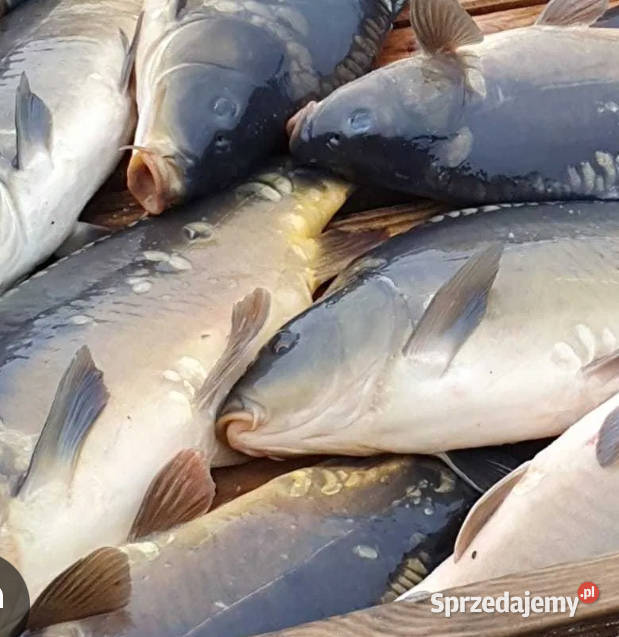 Karp handlowy duze ilosci sprzedam