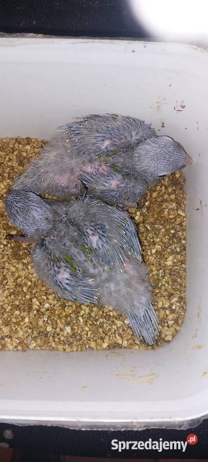 Amazonki niebieskoczelne Ary nobilis pisklaki Wodzisław Śląski