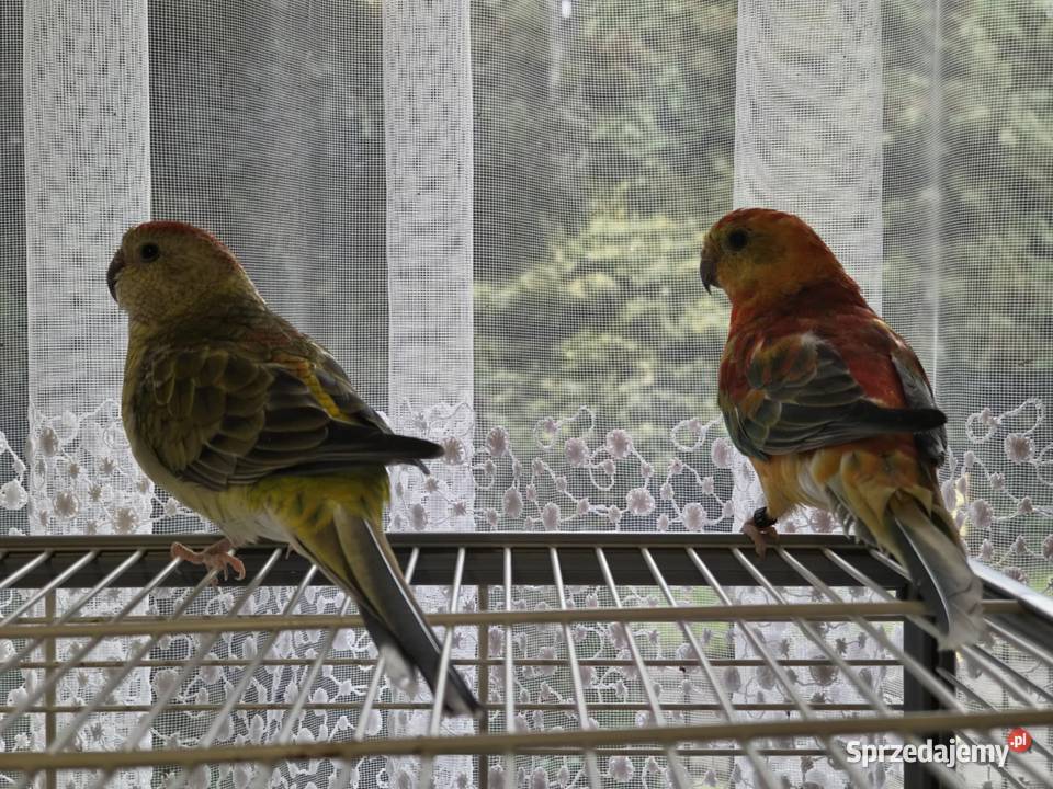 Dwie papugi Świergotki klatka