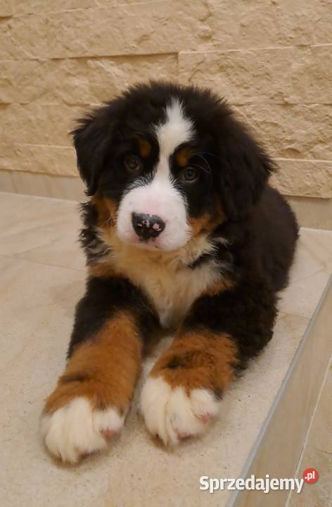 Berneński Pies Pasterski z rodowodem łódzkie Wieluń