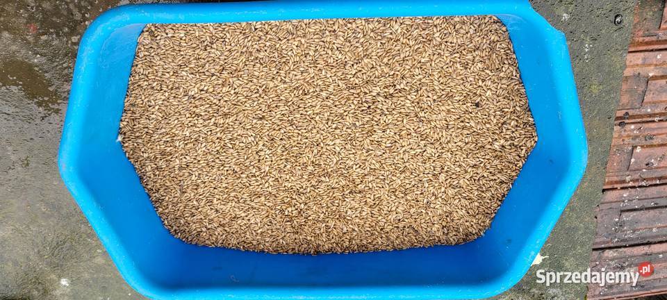 ostropest plamisty Przybysławice