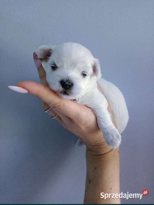 Maltańczyk maltańczyki odb czerwiec zapraszamy Szczecinek