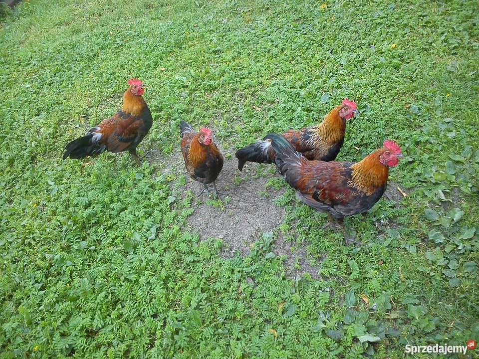 Koguty zielononóżki Zgłobień