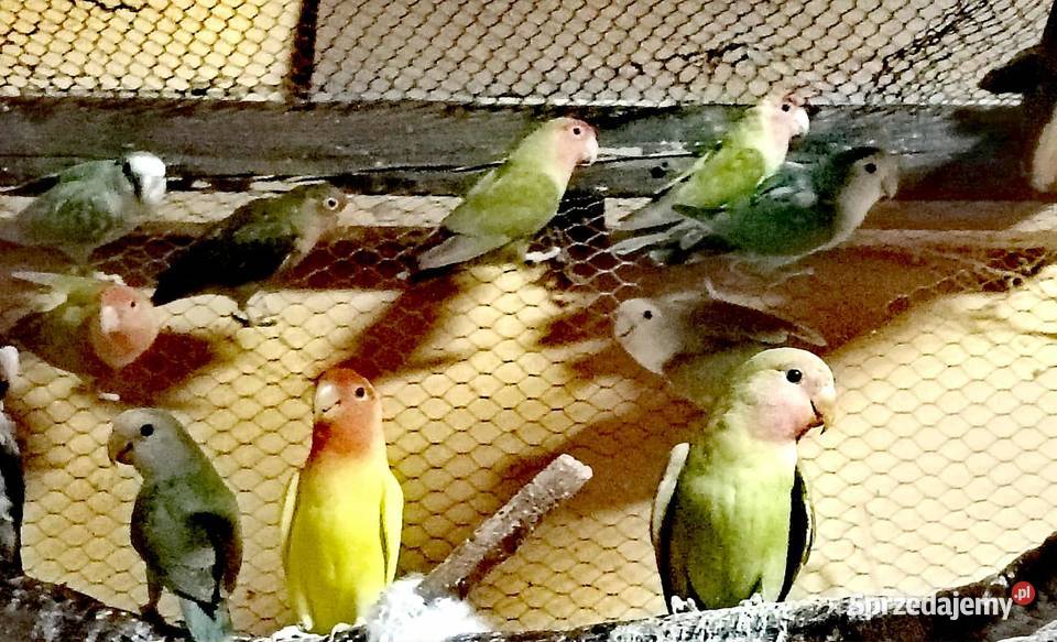 Sprzedam papużki nierozłączki sprzedam