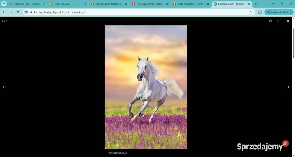 Fototapeta Koń Zabrze