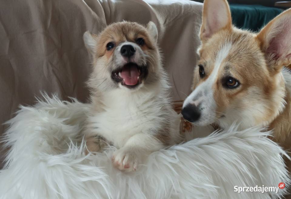 Welsh corgi pembroke szczenię Krzelów