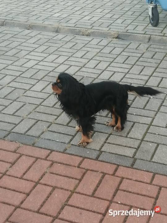 Cudowny Cavalier szuka nowej kochającej rodziny Dąbrowa Górnicza