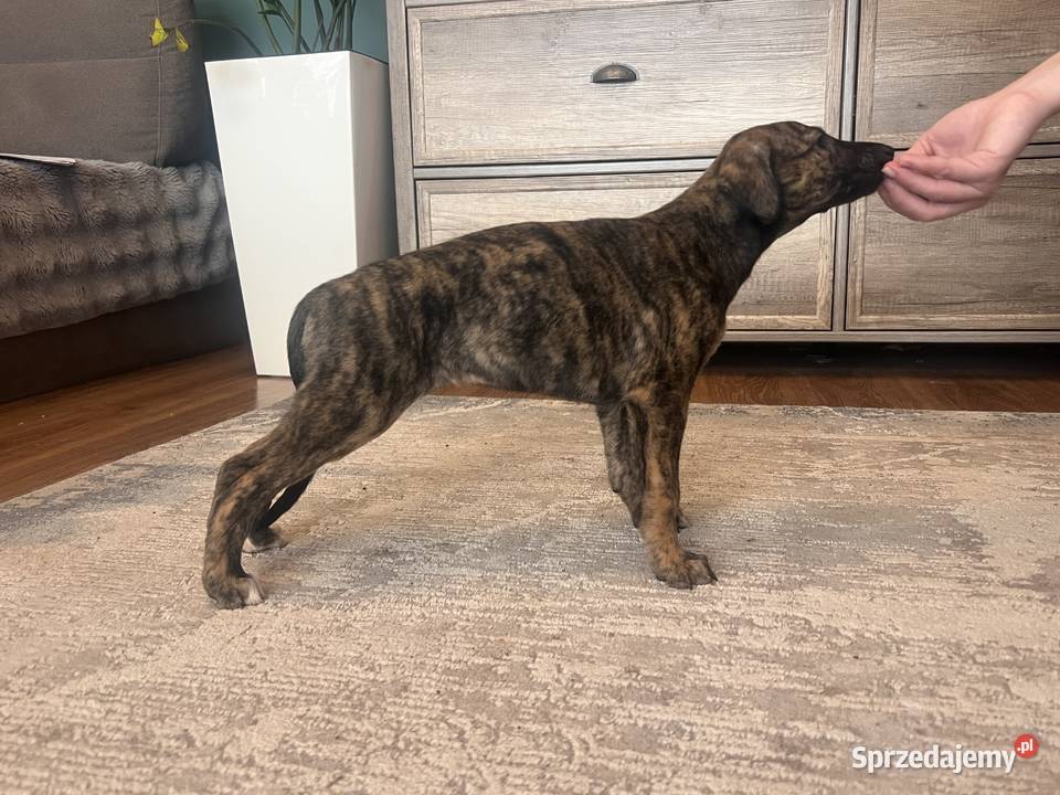 Chart greyhund świętokrzyskie Jędrzejów sprzedam