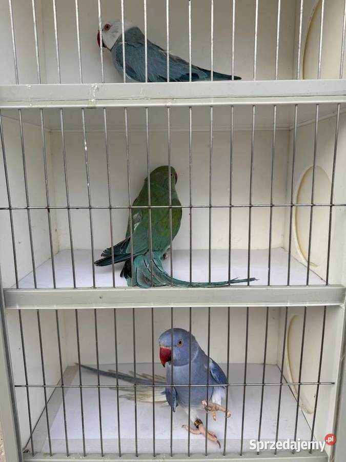 Sprzedam papugi podkarpackie