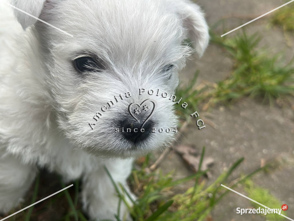 Suczka rasy west highland white terrier West Highland White Terrier