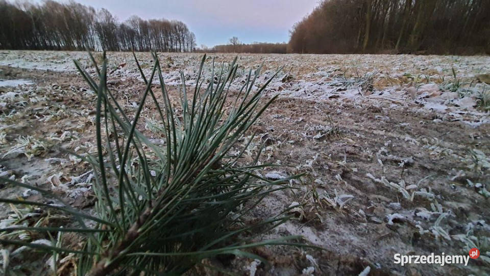 30a w doskonałej lokalizacji pod Kazimierzem D Sprzedaż