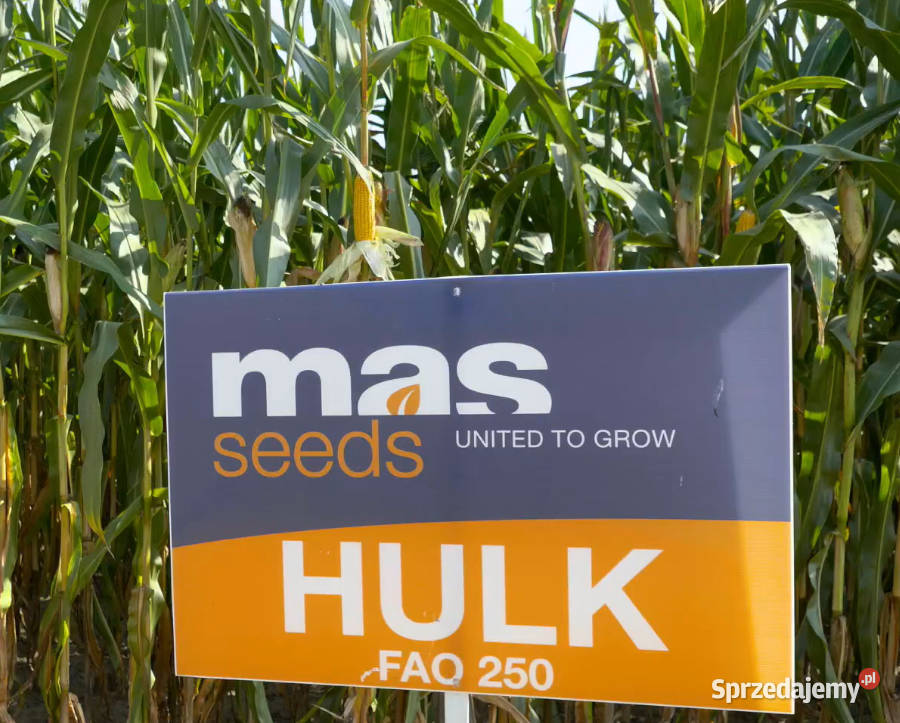 Materiał siewny kukurydza Hulk FAO 250 na wielkopolskie Międzychód