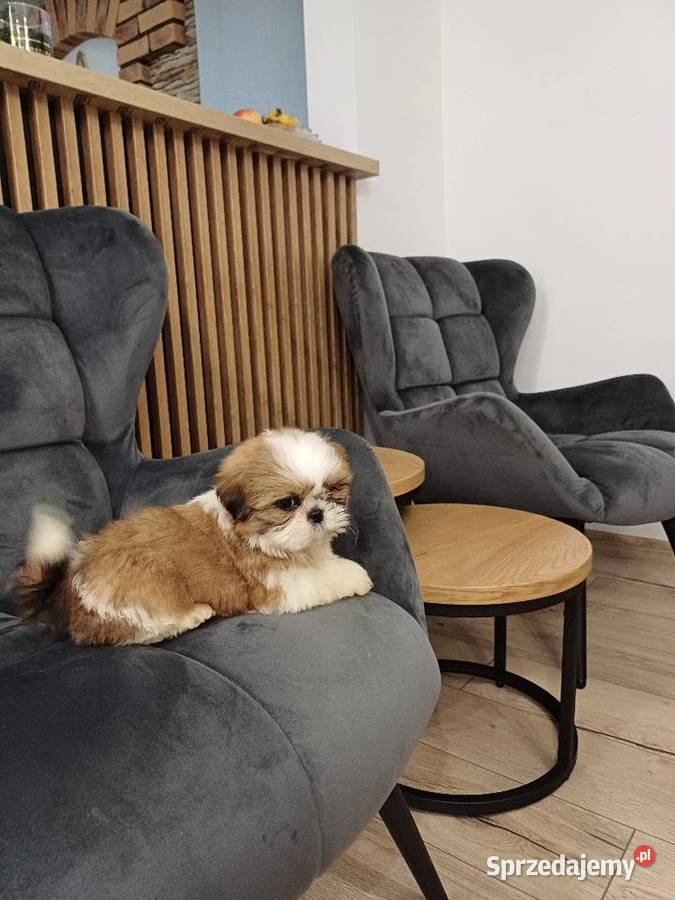 Śliczna suczka shih tzu tricolor Sierakowice