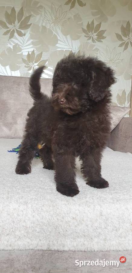 Pies pudel toy miniatura