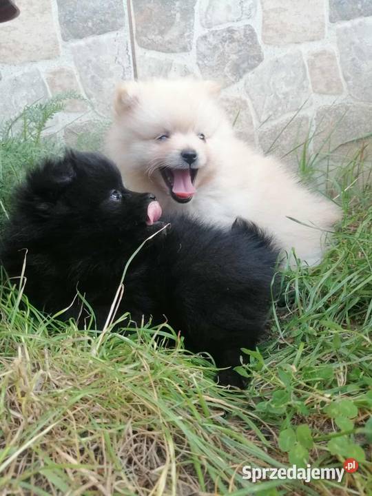 Szpic miniaturowy pomeranian Laski