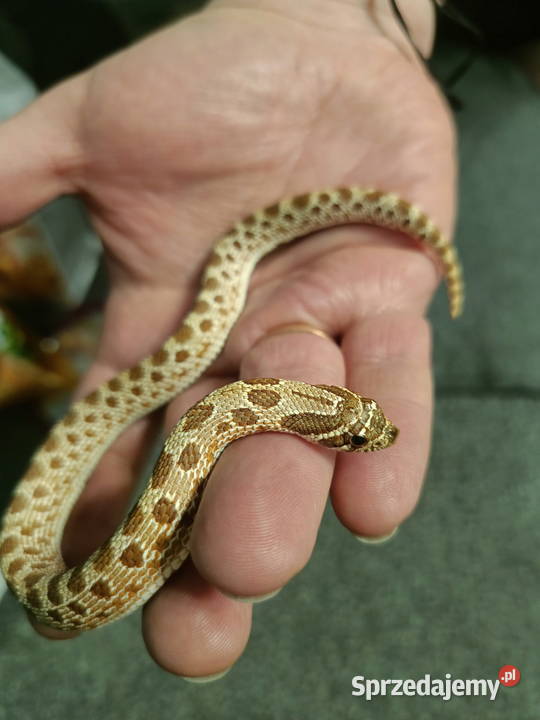 Heterodon zachodni parka samica samiec Reda