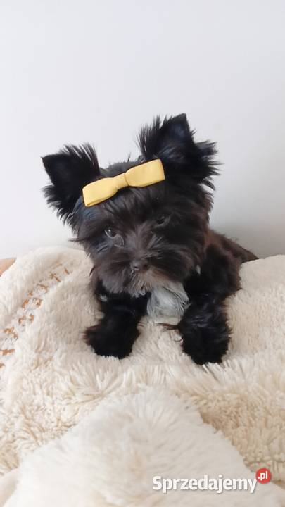Czarny Yorkshire Terrier XXS