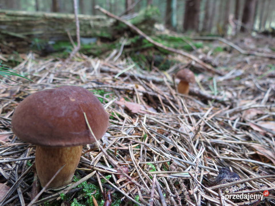 Grzyby suszone podgrzybek brunatny 20 dkg susz zachodniopomorskie Koszalin sprzedam