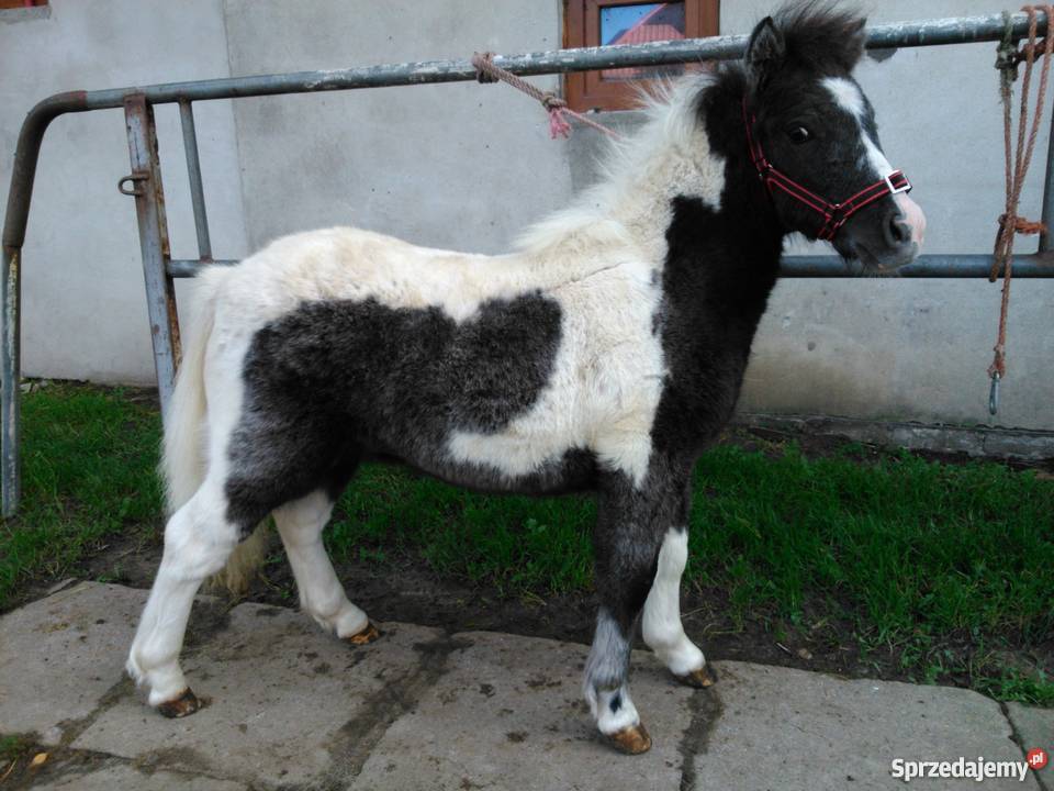 kuc kucyk źrebak Poizdów-Kolonia